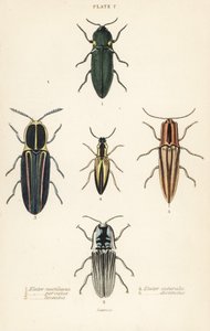 Klikak: elastyczny reflektor, Pyrophorus nightlucus 1, Chalcolepidius porcatus 2, chrząszcz liniowany, Agriotes lineatus 3, Elater suturalis 4 i Semiotus differus 5 autorstwa English School