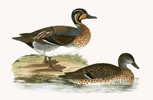 Clucking Teal, ilustracja z „Historii ptaków Europy nieobserwowanych na wyspach brytyjskich” Charlesa Roberta Bree (1811-1886), opublikowana w 1867 r. autorstwa English School