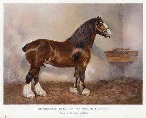 Ogier Clydesdale „Książę Albionu” autorstwa English School
