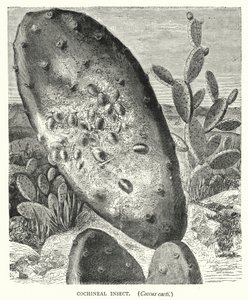 Owad koszenila, kaktusy Coccus (grawerowanie) autorstwa English School
