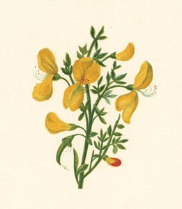 Miotła zwyczajna, Cytisus Scoparius (kolor lito) autorstwa English School