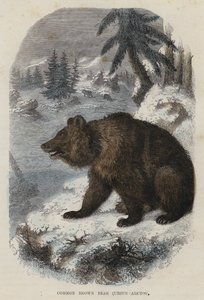 Niedźwiedź brunatny, Ursus Arctos (kolorowy grawerunek) autorstwa English School