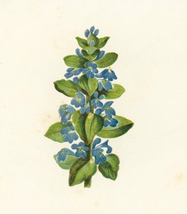 Pluskwa zwyczajna, Ajuga Reptans (litografia kolorowa) autorstwa English School