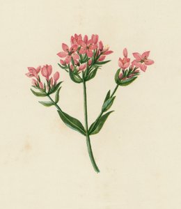 Centaury pospolite, Erythraea Centaurium (kolorowa litografia) autorstwa English School