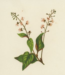 Nocny Cień Zaklinacza, Circaea Lutetiana (kolor lito) autorstwa English School