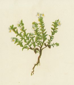 Świetlik lekarski, Euphrasia Officinalis (kolor lito) autorstwa English School