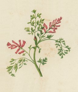 Fumidoria pospolita, Fumaria Officinalis (kolor lito) autorstwa English School