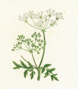 Cykuta zwyczajna, Conium Maculatum autorstwa English School