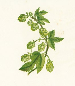 Chmiel zwyczajny, Humulus Lupulus autorstwa English School