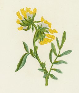 Wyka zwyczajna, Anthyllis Vulneraria (kolor lito) autorstwa English School