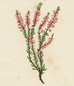 Krwawnica pospolita lub wrzos zwyczajny, Calluna Vulgaris (kolor lito) autorstwa English School