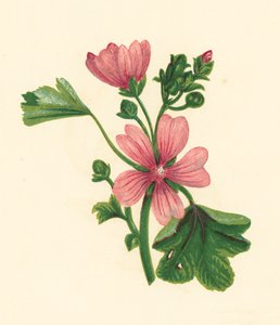 Malwa pospolita, Malva Sylvestris (litografia kolorowa) autorstwa English School