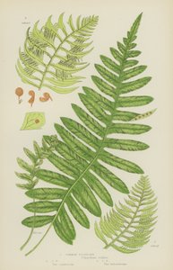 Polypody pospolite (litografia kolorowa) autorstwa English School