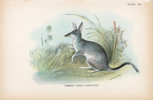 Pospolity królik-Bandicoot autorstwa English School