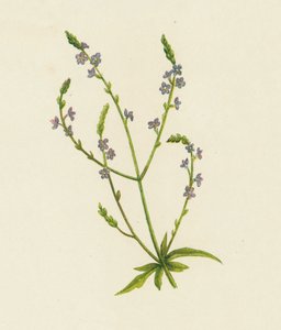 Werbena pospolita, Verbena Officinalis (kolor lito) autorstwa English School