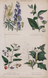 Zmora wilka zwyczajnego lub kaptur mnicha; Deadly Nightshade lub Dwale; Woody Nightshade lub Bitter Sweet; Jabłko Cierniowe (kolorowe grawerowanie) autorstwa English School