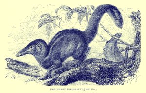 Szczeżuja pospolita, ilustracja z "The Royal Natural History" (litografia) autorstwa English School