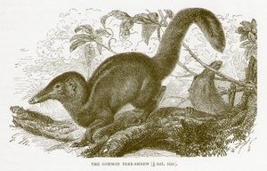 Ryjówka pospolita, ilustracja z Królewskiej Historii Naturalnej autorstwa English School