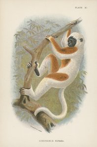 Sifaka Coquerel autorstwa English School