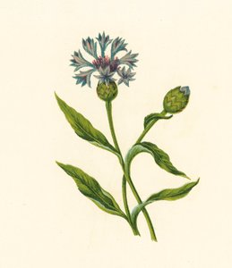 Corn Blue-Bottle, Centaurea Cyanus (kolorowa litografia) autorstwa English School