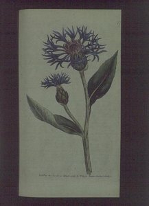Chaber bławatek (Centaurea montana), płyta 77 z „The Botanical Magazine” (lub „Flower Garden Displayed”) Williama Curtisa, wyd. 1789-90 (grawerowanie) autorstwa English School