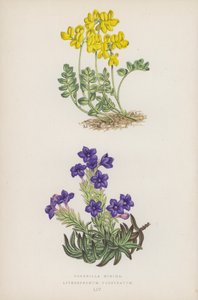 Małe korony; Lithospermum Prostratum (kolor lito) autorstwa English School