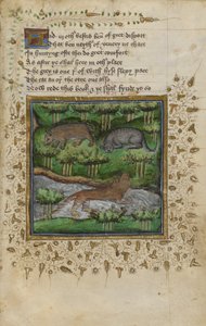 Cotton Vespasian B. XII, f.4 Ilustracja borsuka, żbika i wydry; z wierszem z „Traktatu o polowaniu” Williama Twety i Johna Gyfforda, ok. 1440 (welum) autorstwa English School