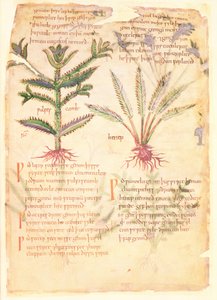 Cotton Vitellius C.III fol.30 Ilustracje Wulfes Camb i Henep, z 