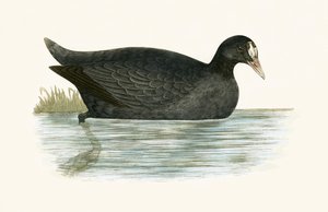 Crested Coot, ilustracja z „Historii ptaków Europy nieobserwowanych na wyspach brytyjskich” Charlesa Roberta Bree (1811-86), opublikowana w 1867 r. autorstwa English School
