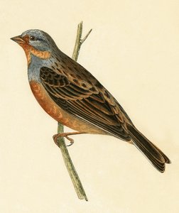 Buławnik Cretzschmaera, ilustracja z "A History of the Birds of Europe Not Observed in the British Isles" autorstwa Charlesa Roberta Bree (1811-86), opublikowana w 1867 r. autorstwa English School