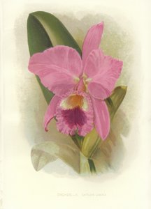 Karmazynowa Cattleya autorstwa English School