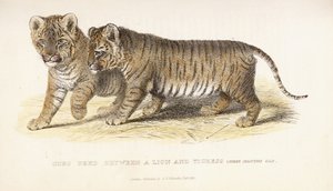 Młode wyhodowane między lwem a tygrysicą, trzy miesiące, 1827-1835 autorstwa English School