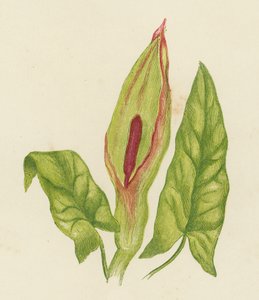Kukułka Pinta, Arum Maculatum (kolorowa litografia) autorstwa English School