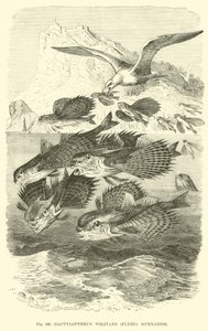 Dactylopterus Volitans, Latające Gurnardy autorstwa English School