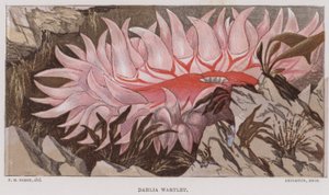 Dahlia Wartlet (kolorowa litografia) autorstwa English School