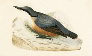 Kowalik dalmatyński, ilustracja z „Historii ptaków Europy nieobserwowanych na wyspach brytyjskich” Charlesa Roberta Bree (1811-86), opublikowana w 1867 r.