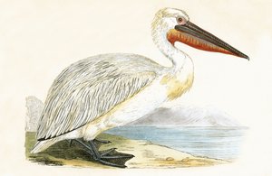 Pelikan dalmatyński, ilustracja z "A History of the Birds of Europe Not Observed in the British Isles" autorstwa Charlesa Roberta Bree (1811-86), opublikowana w 1867 r. autorstwa English School