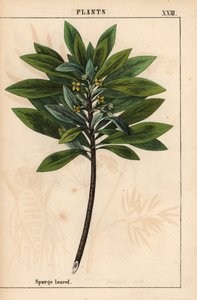 Daphne laureola lub Spurge-laurel   , z „Pouczającej książki z obrazkami, czyli lekcji ze świata warzyw”, [Charlotte Mary Yonge], Edynburg autorstwa English School