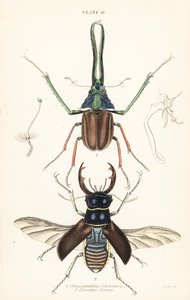 chrząszcz Darwina, jelonek Granta lub jelonek chilijski Chiasognathus grantii 1 i jelonek pospolity Lucanus cervus autorstwa English School