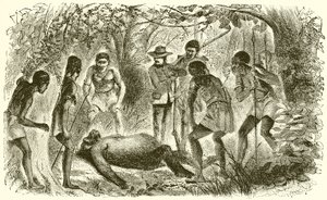 Śmierć Du Chaillus pierwszy Gorilla autorstwa English School