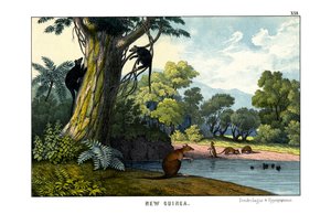 Dendrolagus i Hypsiprymnus autorstwa English School