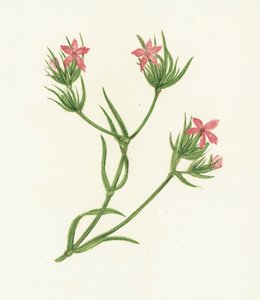 Deptford Pink, Dianthus Armeria autorstwa English School
