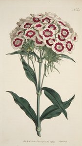 Dianthus Barbatus Brodaty Różowy, wyd. 1792 ręcznie kolorowane grawerowanie. autorstwa English School