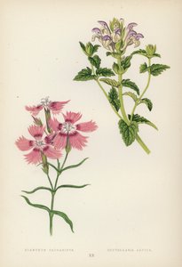 goździk kaukaski; Scutellaria Alpina (kolor lito) autorstwa English School