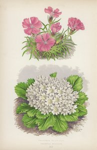 Dianthus Glacialis; Primula Nivalis (kolorowa litografia) autorstwa English School