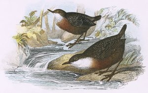 Dipper autorstwa English School