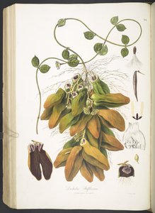 Dischidia Rafflesiana, tablica 142 z 