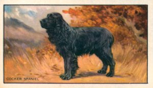 Psy: Cocker Spaniel (kolorowa litografia) autorstwa English School