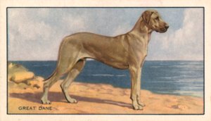 Psy: dog niemiecki (kolorowa litografia) autorstwa English School