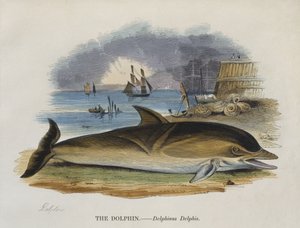 Delfin na brzegu, 1823 (kolor grawerowany) autorstwa English School